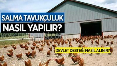 Salma Tavukçuluk Nasıl Yapılır? (Gezen Tavuk)