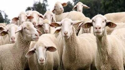 300 Koyun İçin Hibe veya Kredi Desteğini Araştırdık