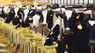 Ziraat Bankası Faizsiz Kredi Şartları Nelerdir? Kimlere Verilir?