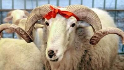 Kurban Bayramı Kredisi Veren Bankalar Kampanyaları