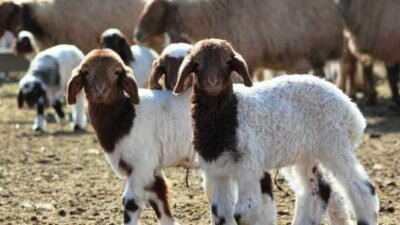 Küçükbaş Kuzu ve Oğlaklara 100 TL. Destekleme Ödemesi