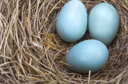 En Çok Yumurta Veren Tavuk Cinsleri (Mavi ve Yeşil Yumurta)