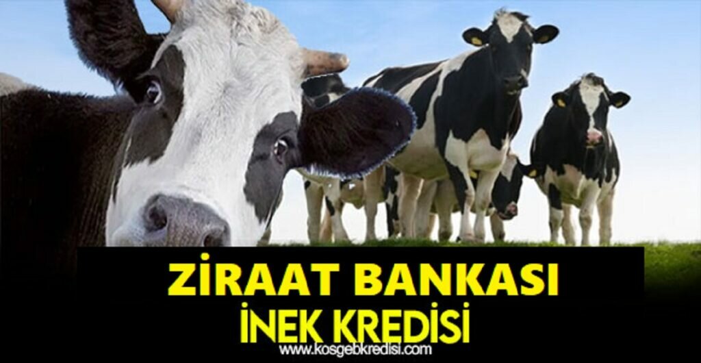 Ziraat Bankası İnek Kredisi 2021 (Büyükbaş 100 BİN TL. FAİZSİZ)