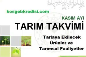 Kasım Ayında Tarlaya Ekilecek Ürünler ve Tarımsal Faaliyetler