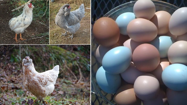 En Çok Yumurta Yapan Tavuk Cinsleri 2022 (Yılda 320 Yumurta)